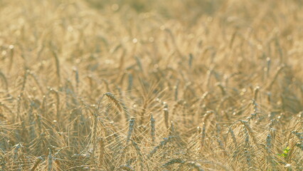 Harvesting period. Warm colored golden yellow ripe focused wheat heads on sunny summer day. Bokeh.
