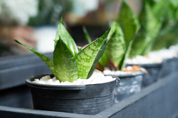 Sansevieria plant in a potted plant in the backyard. Blurred background
