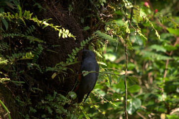 Slaty-Tailed Trogon (Trogon massena) in a tree of the Costa Rica rainforest