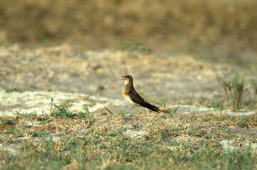 Collared pratincole (Glareola pratincola) in the desert of the United Arab Emirates