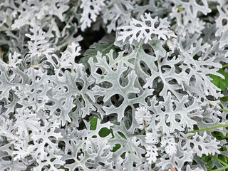Close up Silver Ragwort leaves or Senecio cineraria decorative cultivated plant growing in the garden.