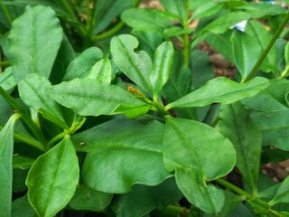 Javanese ginseng , Javanese som or Javanese ginseng ( Talinum paniculatum ) is a species of flowering plant from the genus Talinum