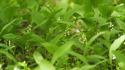 Glade of lilies of valley growing in spring among trees. Convallaria majalis. Slow motion.