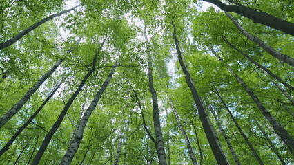 Tops of tall trees in wild forest. Trunks of tall trees rising to the sky. View of the forest from...