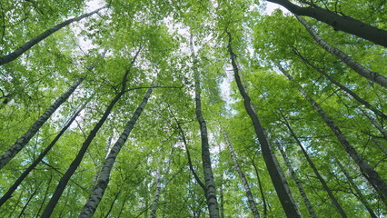 Fototapeta premium Tops of tall trees in wild forest. Trunks of tall trees rising to the sky. View of the forest from the bottom up. Static view.