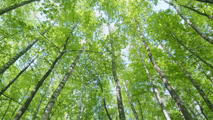 Trees tops of the trees with lush green fresh leaves against blue sky. Looking up at tree tops at...