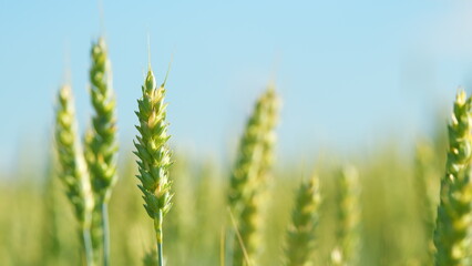 Unripe grain farm field. Golden green ripe ears of wheat in rays of sun sway in wind. Low angle...