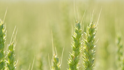 Sunlight bathing idyllic field of wheat swaying in wind. Ripening wheat field at summer day. Close up.