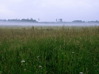 Calm nature scene with green grass field and trees and fog in the background. Cool relaxing time before sunset. Nobody, country side. Relaxing and tranquil atmosphere.