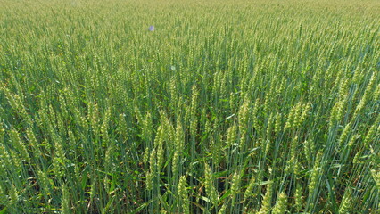 Young wheat ear. Green field of early wheat. Bautiful green wheat field agricultural farm concept. Wide shot.