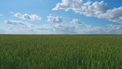 Green agricultural wheat field waving in the wind against a blue sky with clouds. Wide shot.