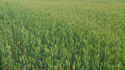 Wheat field grows for bread. Harvest on fertile soil. Traditional farming. Blue sky and clouds. Wide shot.