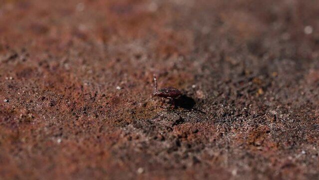 Macro shot of ixodid tick peeking out from hole in textured, rusty-colored soil. Dangerous insect, carrier of deadly diseases.