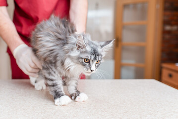 A veterinarian examines a kitten's hind legs at a veterinary clinic.