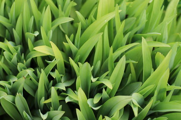 Fototapeta premium fresh green grass background