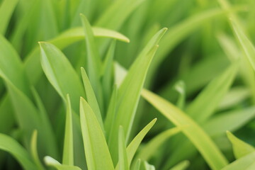 fresh green grass background