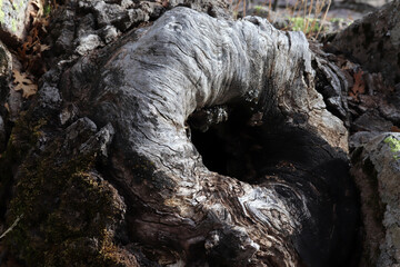 Hollow in tree trunk. Tree wood texture