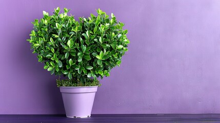   A potted plant sits on a wooden table, next to a purple wall, facing another purple wall