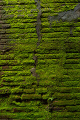 old wall with moss