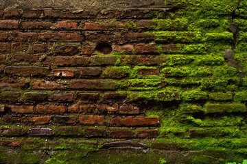 brick wall with moss