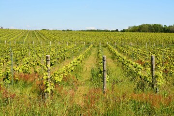 Bouaye - Les vignobles