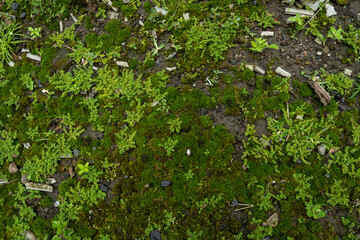 Fototapeta premium green moss on the wall
