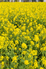 菜の花