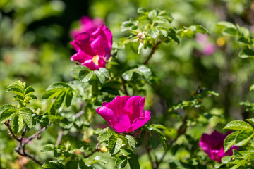 Peonies on the branches of a bush