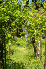 Fototapeta premium Purple wisteria flowers in spring