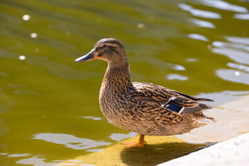Duck in the water of the pond