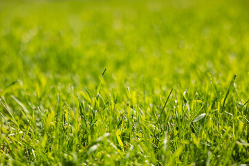 Green grass in the meadow. Grass background.