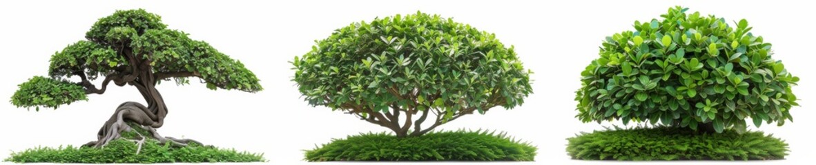 Obraz premium Green tree isolated on white background set