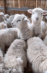 Flock of sheep with two looking at the camera