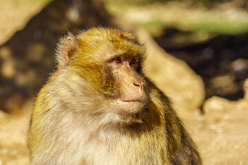 Barbary macaque monkey, in the Middle Atlas Mountain