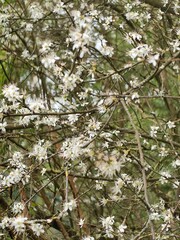 spring in the forest