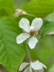 butterfly on a flower