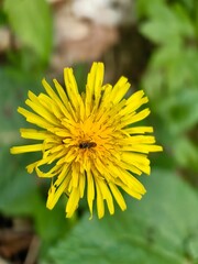 yellow dandelion flower