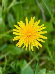 yellow dandelion flower