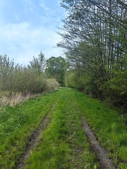 Obraz premium path in the forest