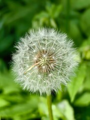 dandelion on green