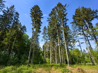 trees