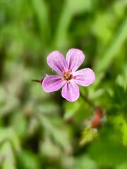 close up of a flower