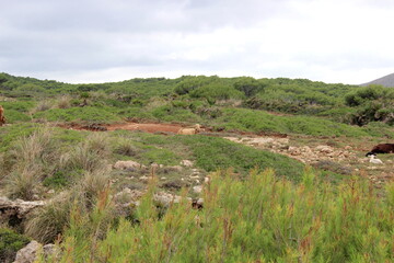 Obraz premium Mallorca, Capdepera, Cala Mesquida-Cala Agulla, Wanderweg, wandern, Tour