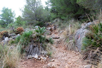 Mallorca, Capdepera, Cala Mesquida-Cala Agulla, Wanderweg, wandern, Tour