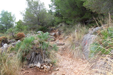  Mallorca, Capdepera, Cala Mesquida-Cala Agulla, Wanderweg, wandern, Tour