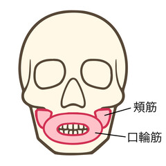 頬筋、口輪筋