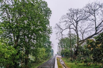trees in the park