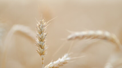 Ripe seeds in dry wheat heads on big field in idyllic countryside at golden light. Nature...