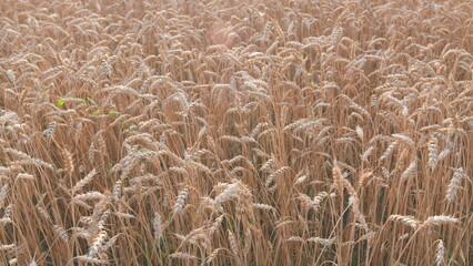 Ripening ears of wheat field. Farmer wheat field. Agriculture. Wheat ears in sun. Pan.