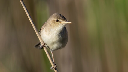 Common Reed Warbler